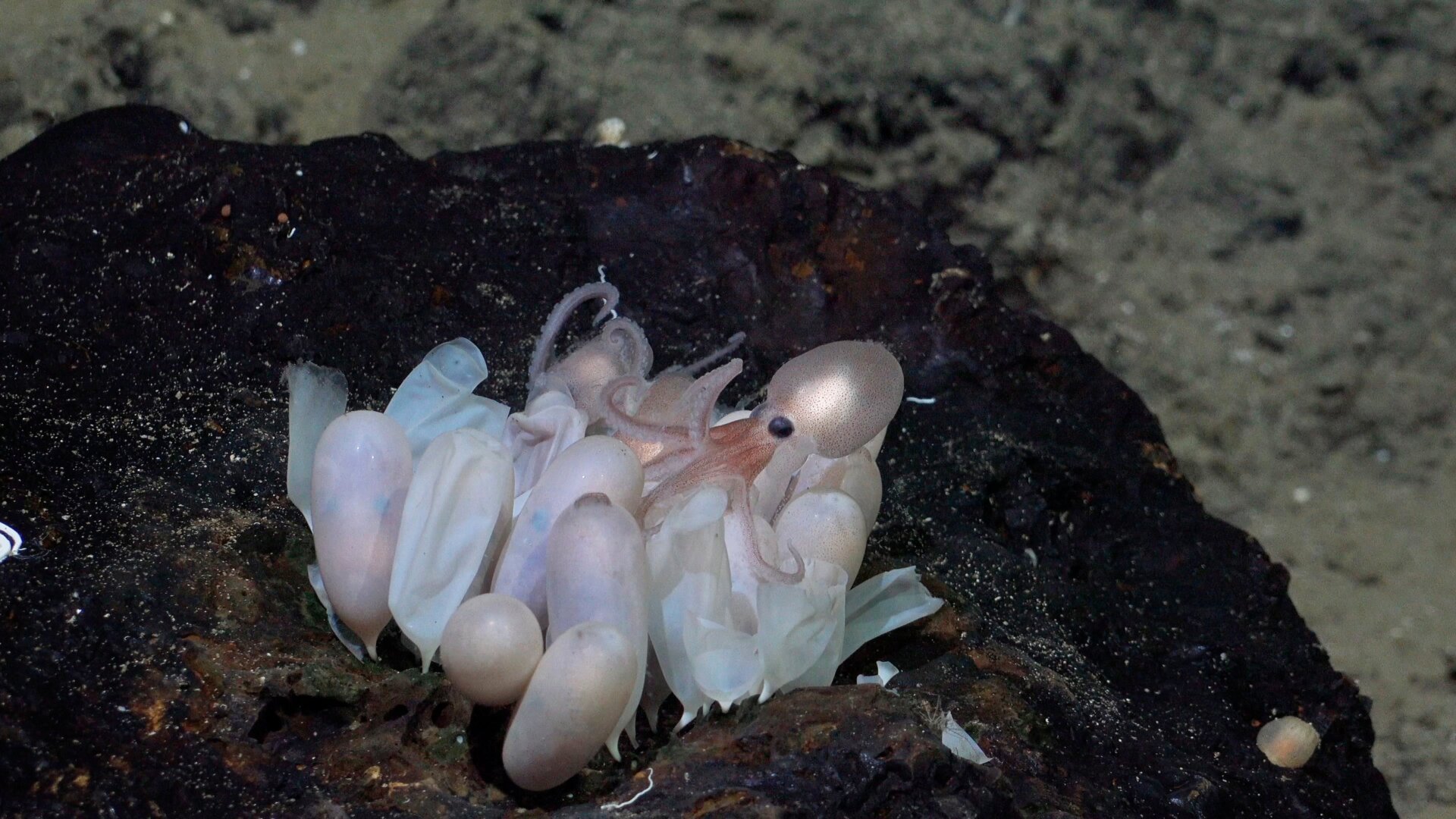 Photo: Schmidt Ocean Institute