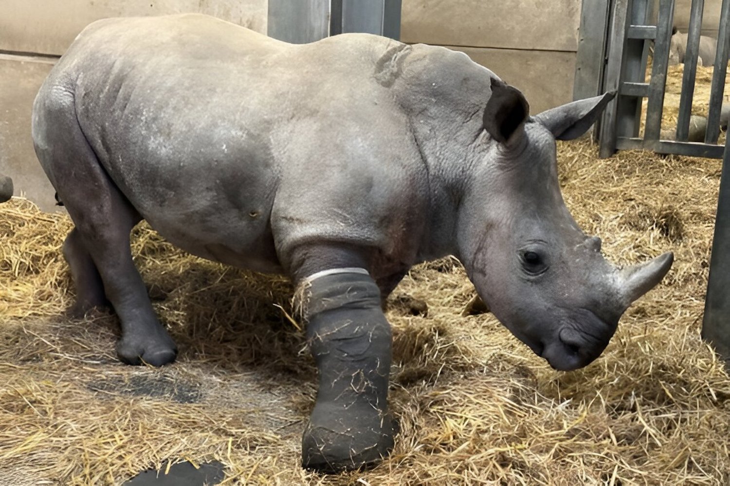 A photo of Amara the rhino wearing her cast.