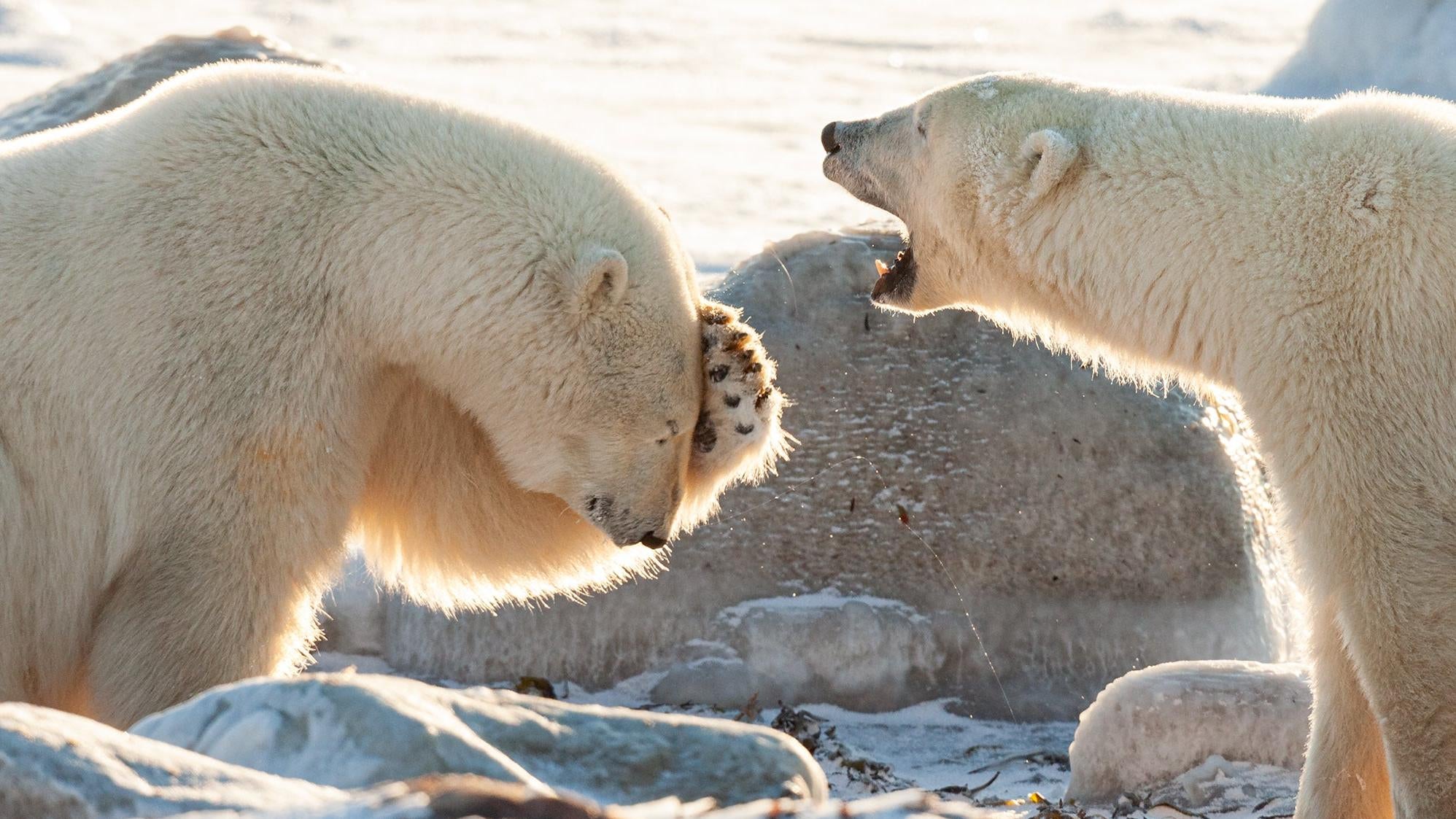Photo: © Wendy-Kaveney / Nikon Comedy Wildlife Awards