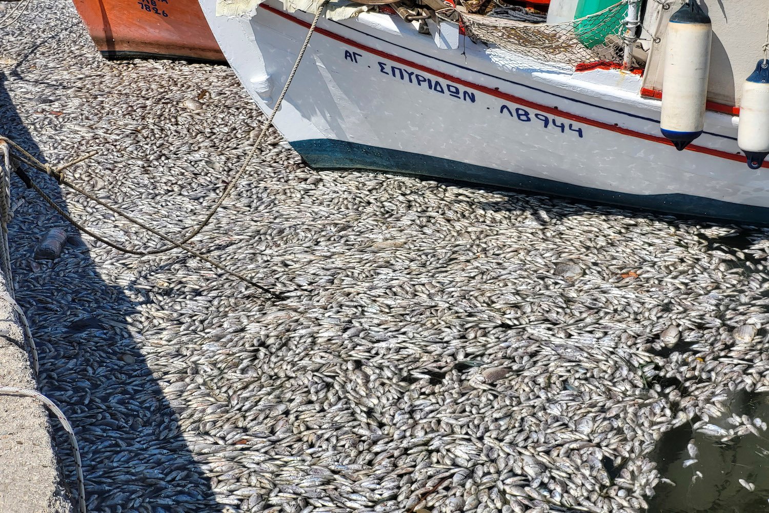 Image of dead fish floating in Greek waters
