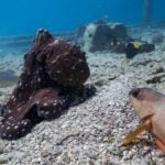 Photo of an octopus hunting with a blacktip grouper and gold-saddle goatfish.