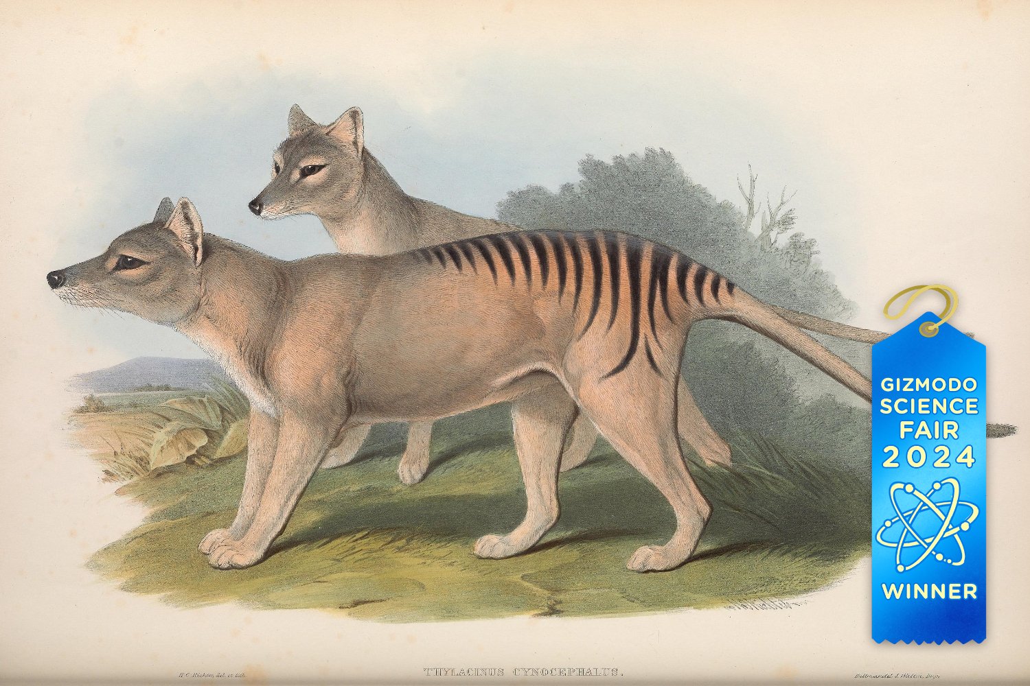 An illustration of a thylacine.